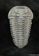 Beautifully Prone Inch Flexicalymene Trilobite #1018-1